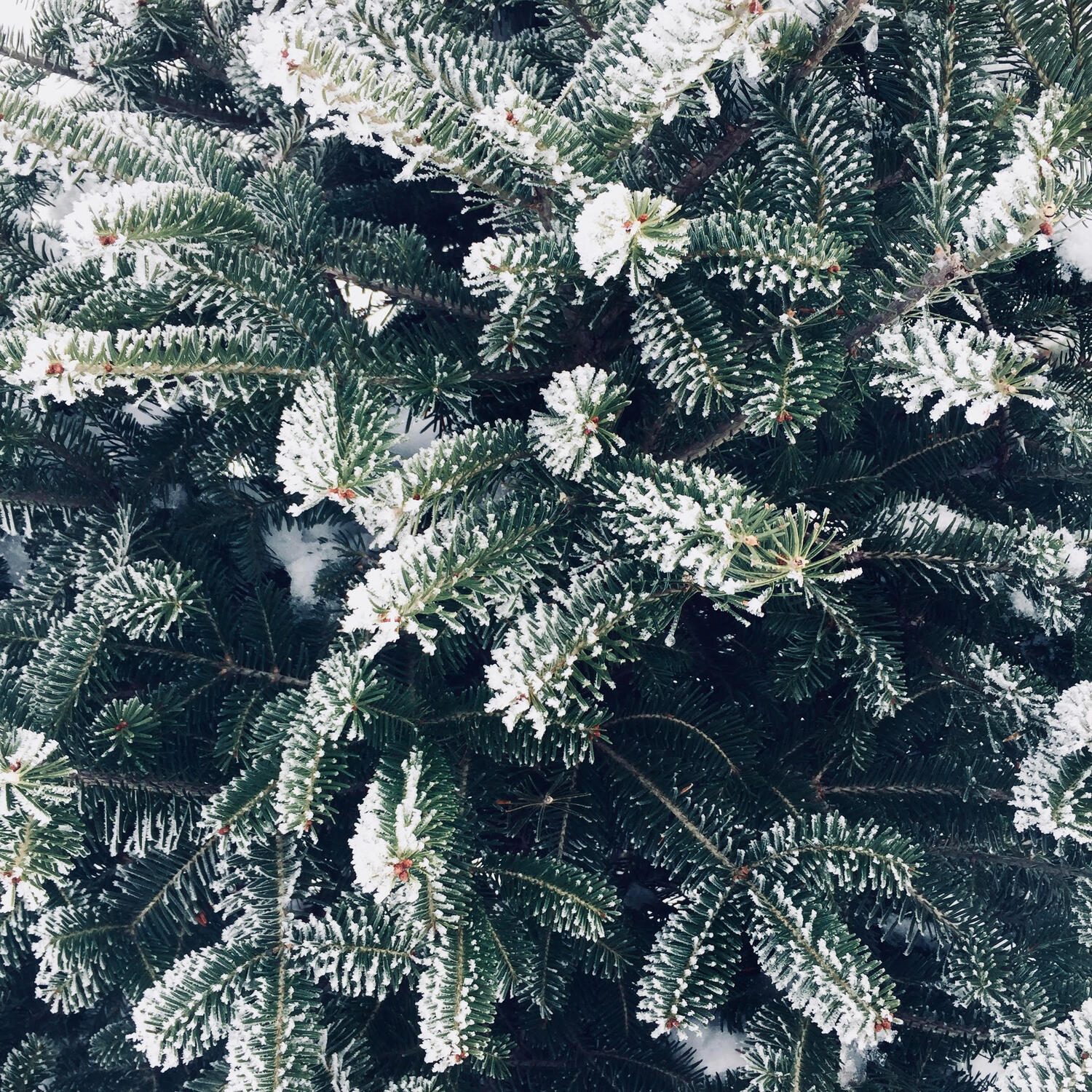 Close-up of frosted evergreen branches