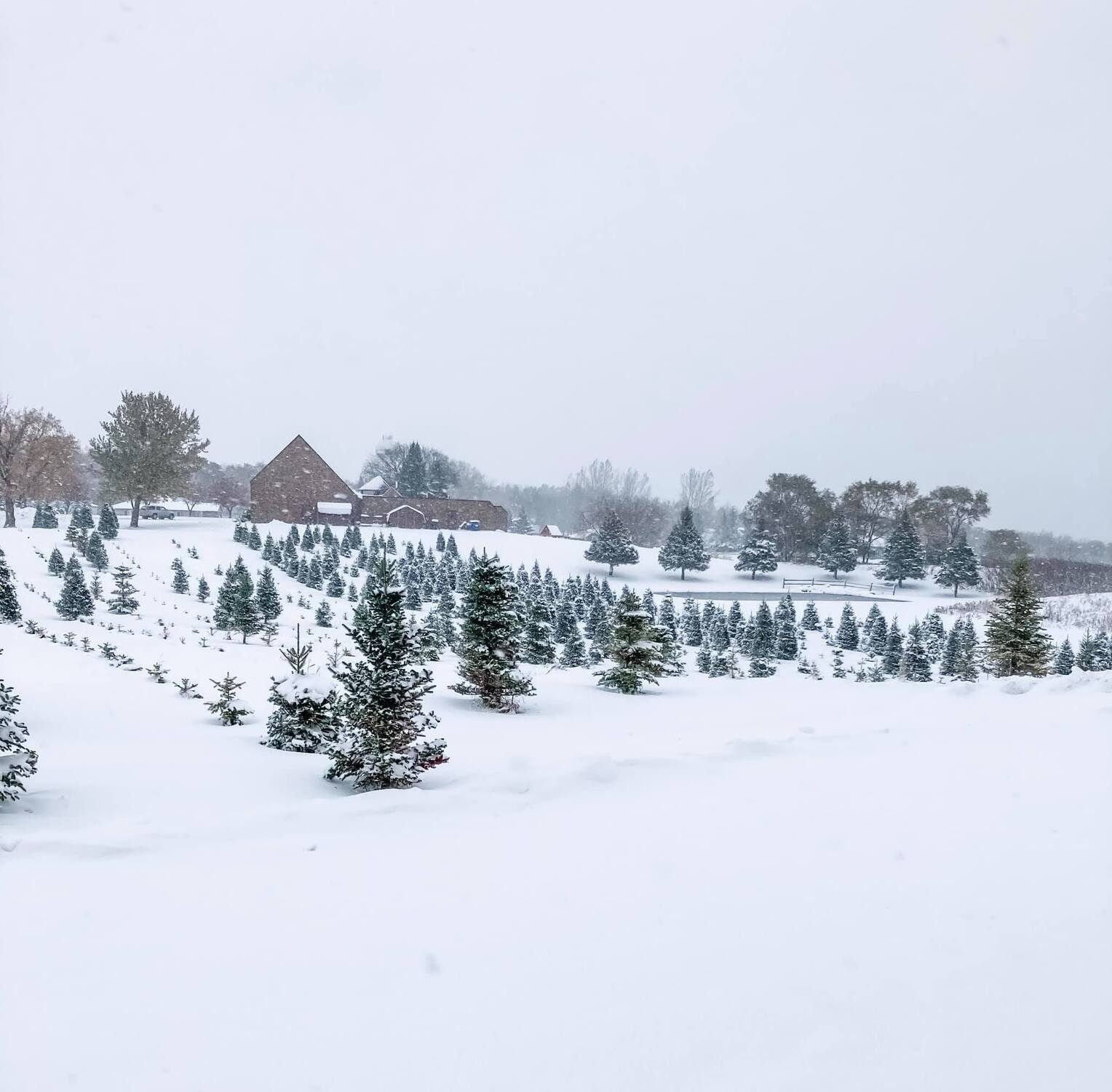Snow-covered rows of Christmas trees at Evergreen Park with the red barn in the distance
