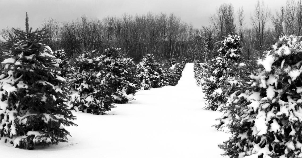 Snow-covered rows of Christmas trees on the farm